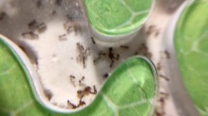Pheidole pallidula. Почему пишут, что у них полигиния?