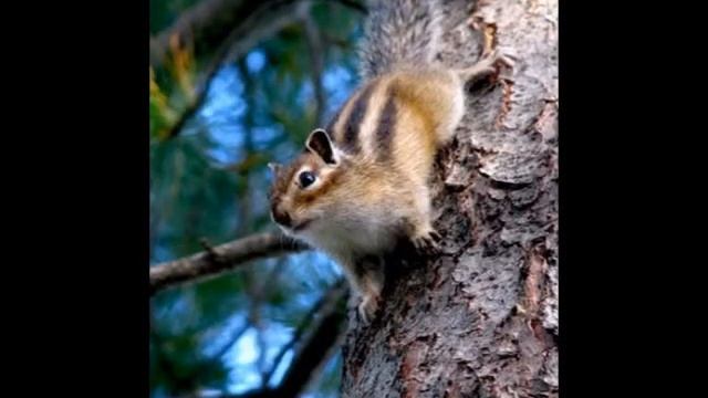 К 70-летию Победы. Видеоролик "Виты" на стихи Эдуарда Асадова. Вечное заключение. Яшка и другие смотреть онлайн