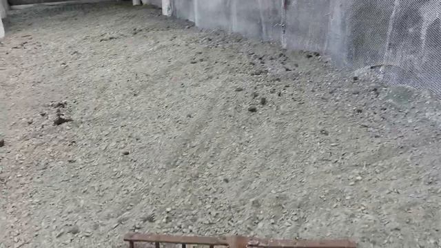 Они все растут и растут: утята-муларды // "Мое Подворье" смотреть онлайн