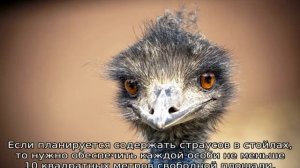 Страус Эму