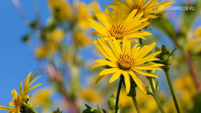 О чем мечтают знаки Зодиака смотреть онлайн