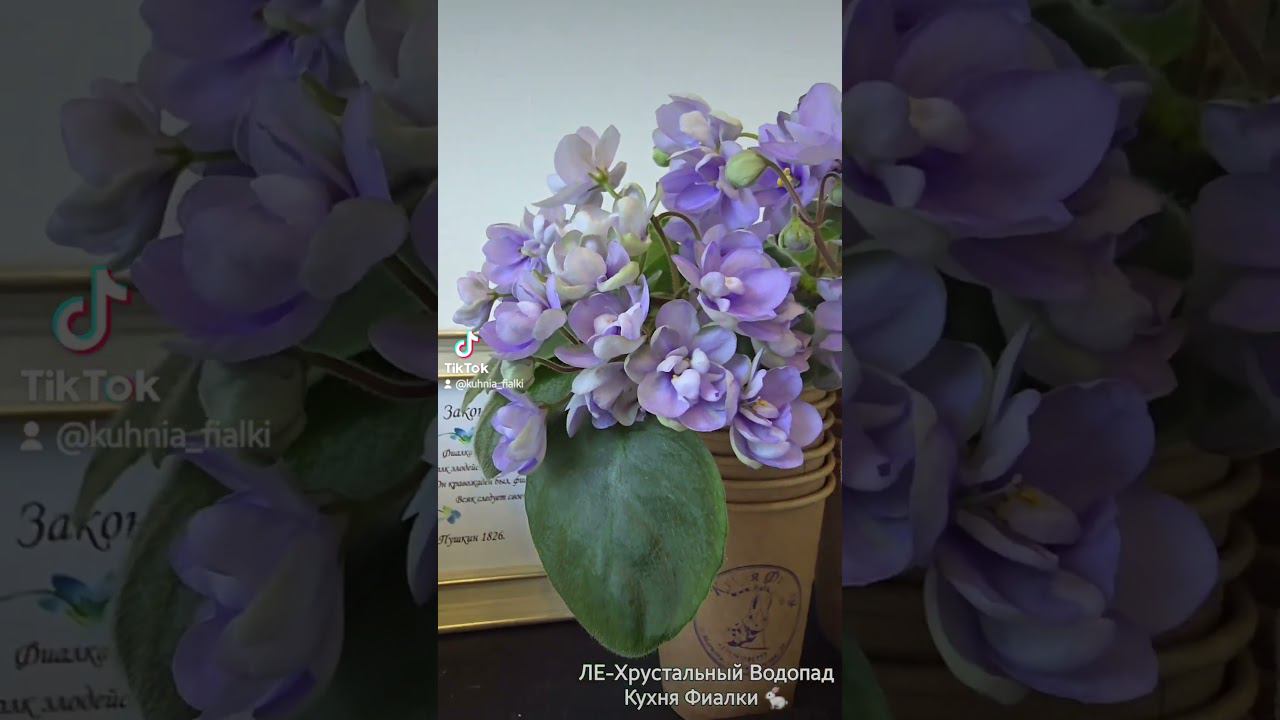 ЛЕ-Хрустальный Водопад. Любимый Трейлер. Обожает цвести и прекрасно формируется. смотреть онлайн