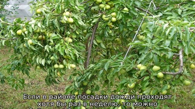 Груша Скороспелка из Мичуринска — описание сорта смотреть онлайн