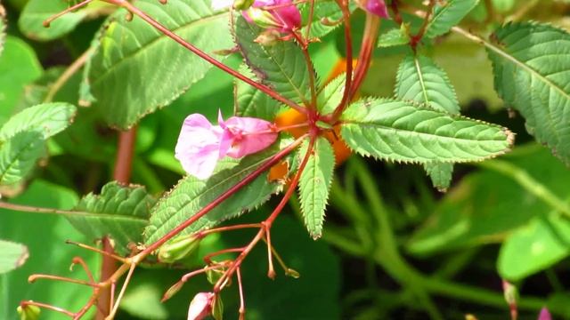 Canon PowerShot SX530 HS Zoomtest Kleine Blühte смотреть онлайн