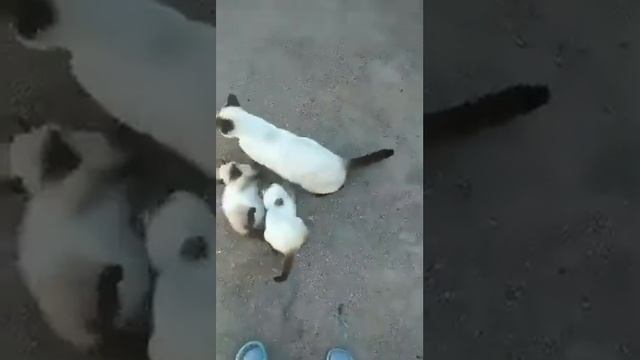 Кошка не хочет кормить своего котенка! Кошка псих! смотреть онлайн