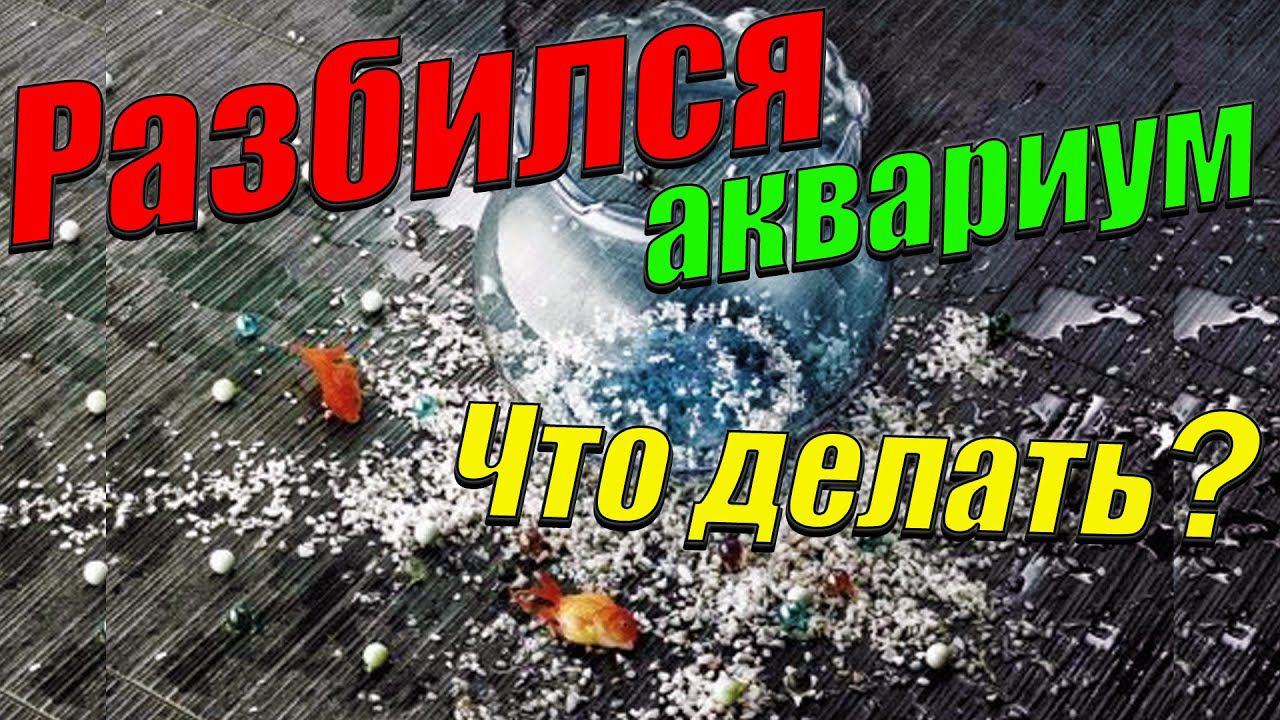 Лопнул аквариум! Что делать? История о том, как у меня лопнул аквариум.