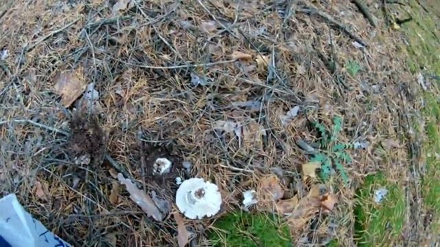 Сбор грибов зеленушек и маслят #1 смотреть онлайн