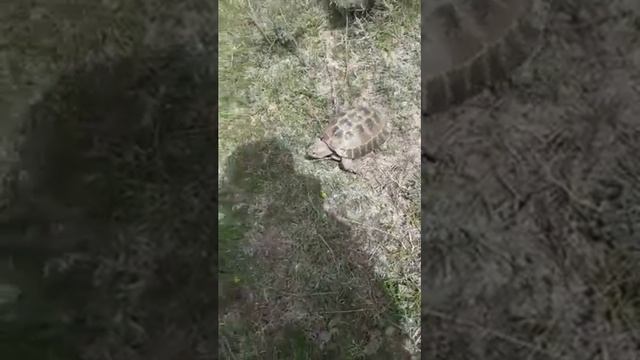 Самый большой это черепаха в Таджикистана 2021 смотрите ребята Если вам понравилось нажмите лайк? смотреть онлайн