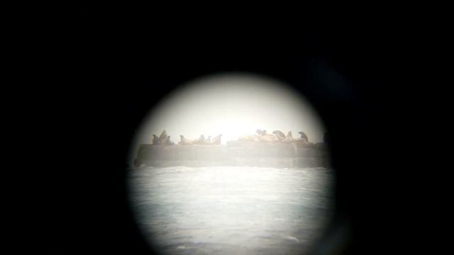 Сивучи, о. Сахалин, г.Невельск.Снято на телефон через смотровой бинокль. #Сивучи смотреть онлайн