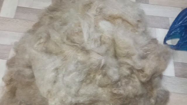 Перебираю постиранный козий пух перед третьим финальным прочёсом. смотреть онлайн