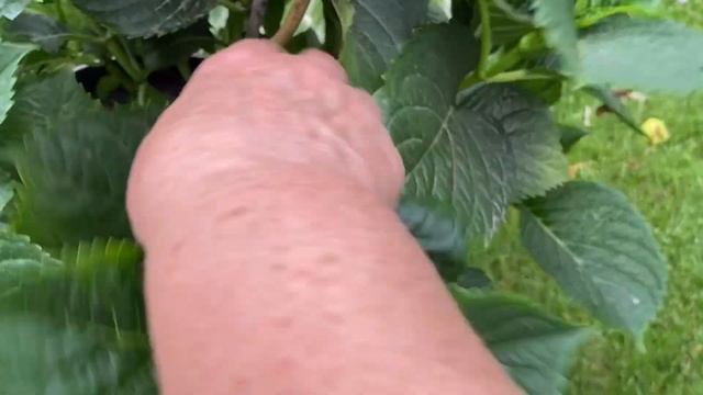 Летняя обрезка крупнолистной гортензии смотреть онлайн