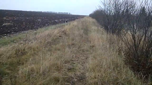 Лайка, прогулка по посадке смотреть онлайн