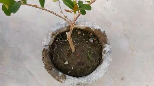 सावनी के खूबसूरत फूलो को घर पर लगाए || How to grow Lagerstroemia speciosa/Pride of India at Home смотреть онлайн
