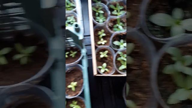 Эустоме 3 месяца . смотреть онлайн