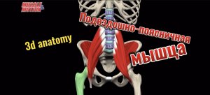 3d anatomy. Подвздошно-поясничная мышца.