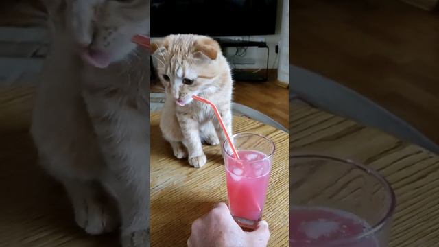 коктейль с гранатовым соком смотреть онлайн