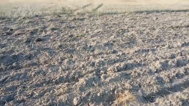 Замена масла в двигателе мтз 112н01. Похата однокорпусным плугом. #минитрактор #миник #мтз #мтз1221