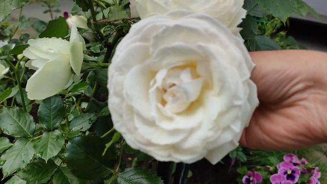 Vlog-222 Роза плетистая Пале Рояль (Palais Royal) или White Eden. Meilland Франция, 2005 г. смотреть онлайн