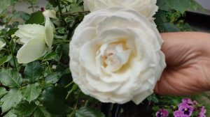 Vlog-222 Роза плетистая Пале Рояль (Palais Royal) или White Eden. Meilland Франция, 2005 г.