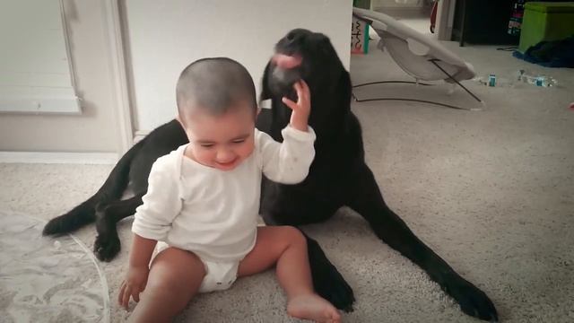 Собаки и дети, лучшие друзья | Часть 5 | Dogs and Baby, the best video смотреть онлайн