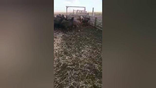 Племенные бараны ООО"Волгоград Эдильбай" смотреть онлайн