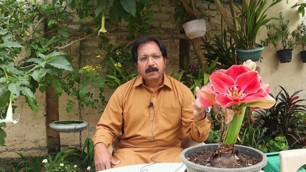 Hippeastrum Magical Touch review