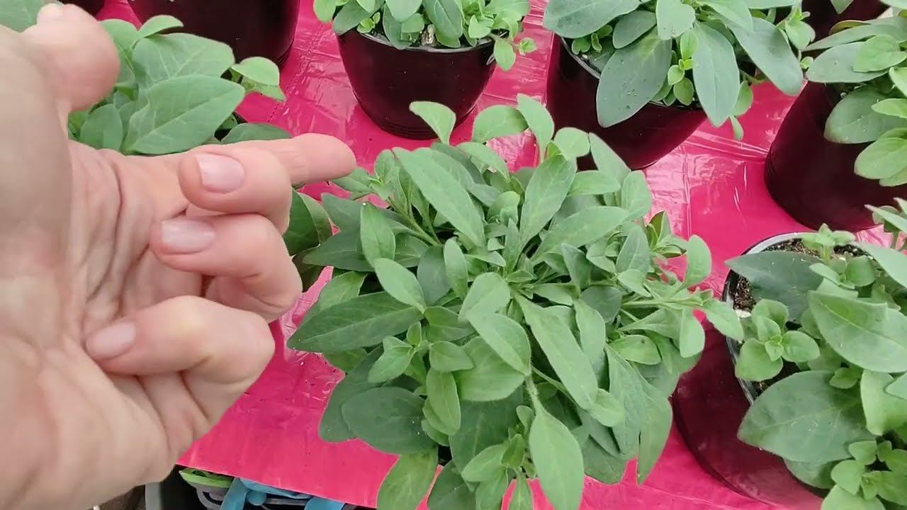 От этого петуния растет супер быстро. Делаю прищипку для пышного куста. Чем кормлю для роста. смотреть онлайн