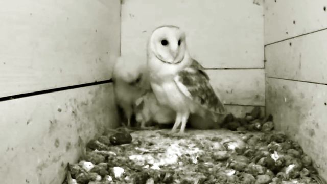 Гнездо сипух.5 птенцов.Кормление. смотреть онлайн