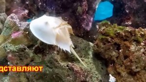 Мечехвосты в аквариуме: условия содержания