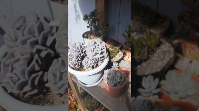 #echeveria #graptoveria #sedum #kalanchoes #favoritosdel2022 смотреть онлайн