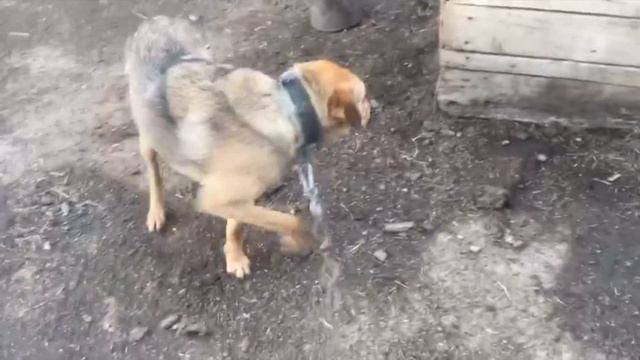 Всю жизнь песик сидел на цепи, но в один момент все изменилось! смотреть онлайн