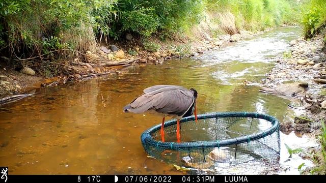 Black Stork Ciconia nigra must-toonekurg Kaia feeding in fish basket 6.07.2022 смотреть онлайн
