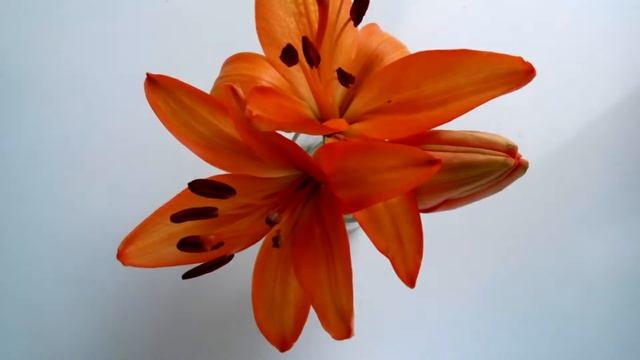 Open flowers - lily (Lapse It Pro) / Распускающиеся цветы. Три лилии. смотреть онлайн