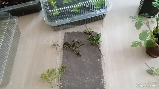 Укоренение отростков из почек у разных растений смотреть онлайн