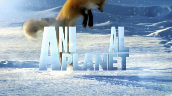 Animal Planet HD UK [fullHD] - New Look !! - 1st October 2013
