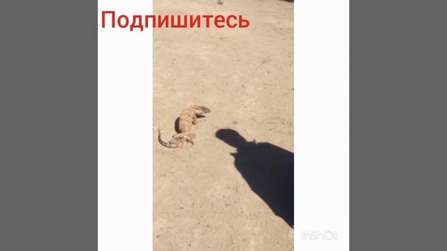Вот как ловят Узбекистане Варана ??? смотреть онлайн