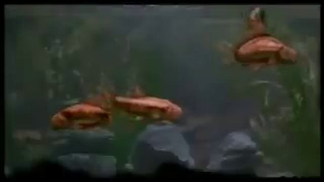 Monty Python's Fish Tank смотреть онлайн