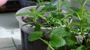 КАК НА БАЛКОНЕ ВЫРАЩИВАТЬ МЯТУ