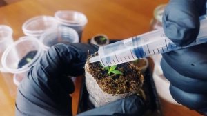 Первая важная подкормка эустомы!??Кальциевая селитра??. Как разводить?Правильное внесение удобрения