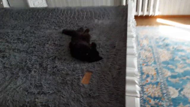 У нас нельзя шуметь если спит он...💋 смотреть онлайн