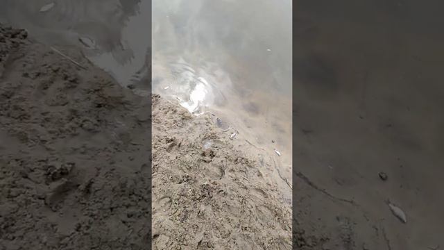 Озеро высыхает, дохлый малек... (( смотреть онлайн