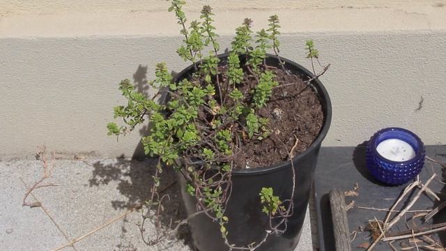 Tomilho - Thymus vulgaris (Thyme) смотреть онлайн