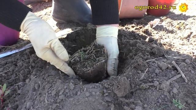 Посев кукурузы, пересадка моркови и свеклы в открытый грунт смотреть онлайн