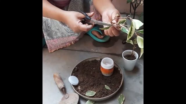 How to propagate starlight ficus, how to grow starlight ficus from Cutting ? смотреть онлайн