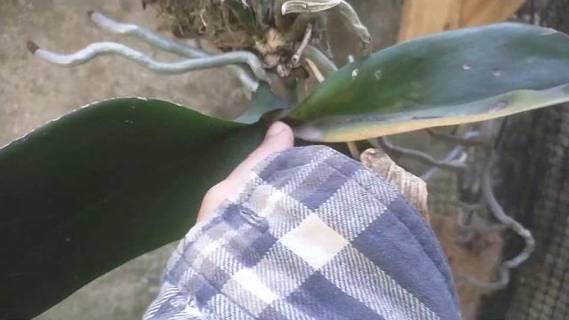 Várias formas de cultivar orquídeas смотреть онлайн