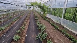 Ежевика в теплице. Особенности подвязки и формировки. Лучшие шпалеры для ежевики.