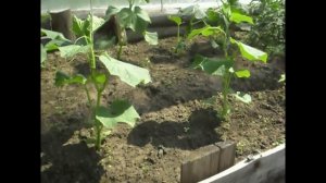 Выращивание огурцов. Огурцы в парнике. (3