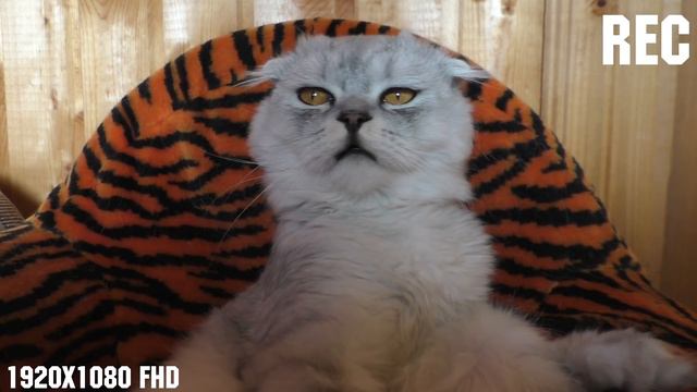 ЧТО СКРЫВАЛ КОТ КЕВИН? КЕВИН СТАНЕТ ПАПОЙ? смотреть онлайн