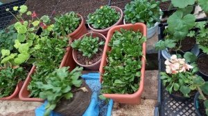 Размножение маргаритки самым простым способом.