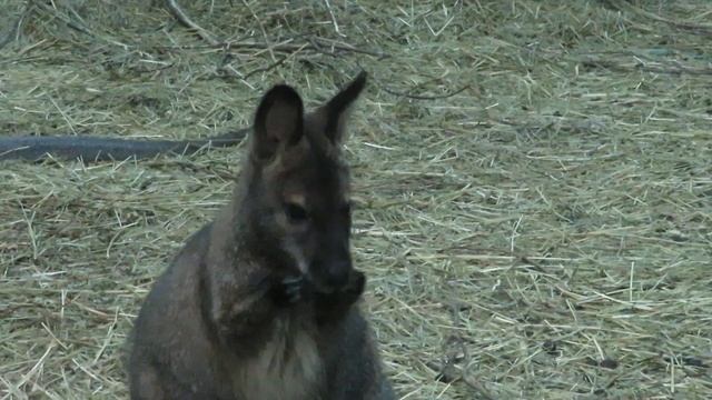 Кенгуру беннета умывается 03.04.2023 смотреть онлайн